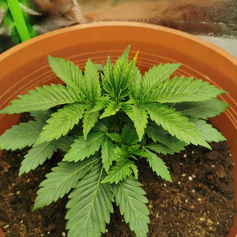 Critical growlog timeline photo