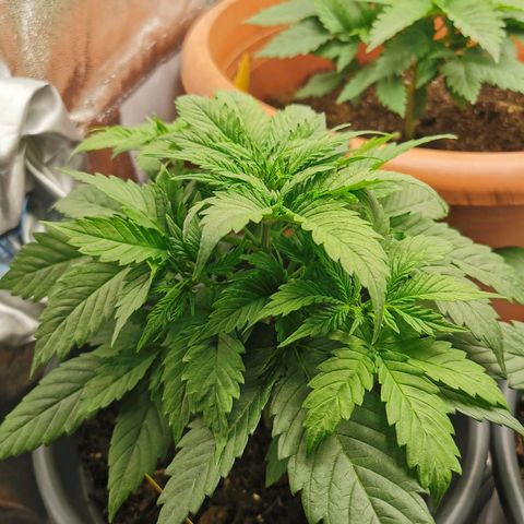 Bubble Kush Automatic growlog timeline photo