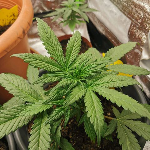 Mimosa Automatic growlog timeline photo