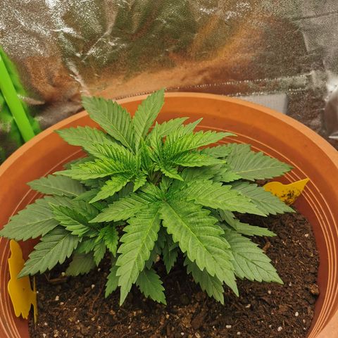 Critical growlog timeline photo