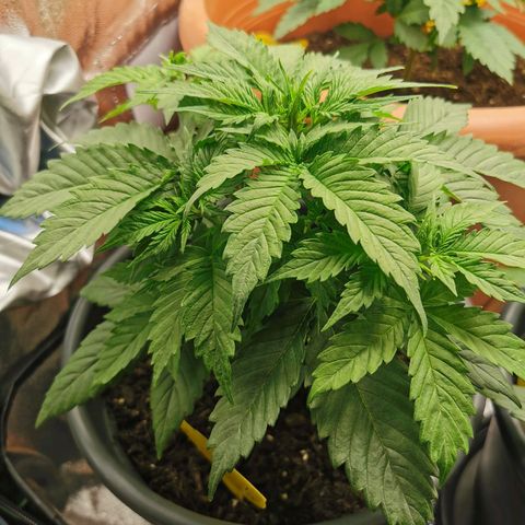 Bubble Kush Automatic growlog timeline photo