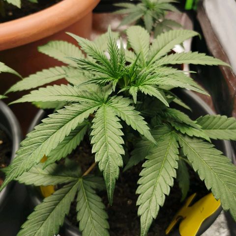 Mimosa Automatic growlog timeline photo