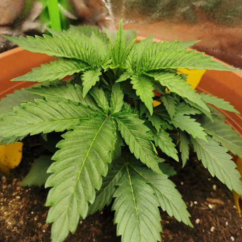 Critical growlog timeline photo