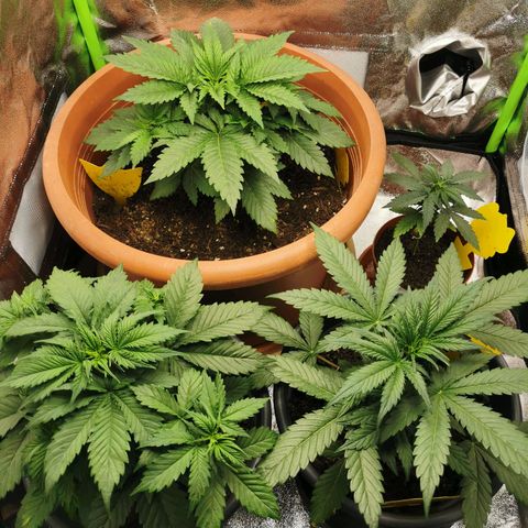 Mimosa Automatic growlog timeline photo