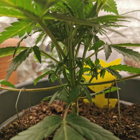 Mimosa Automatic growlog timeline photo