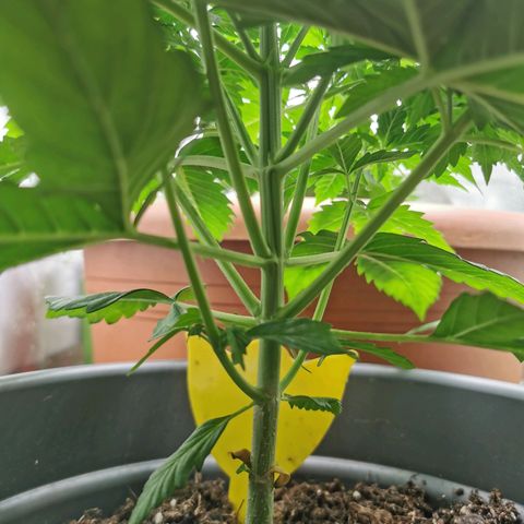 Bubble Kush Automatic growlog timeline photo