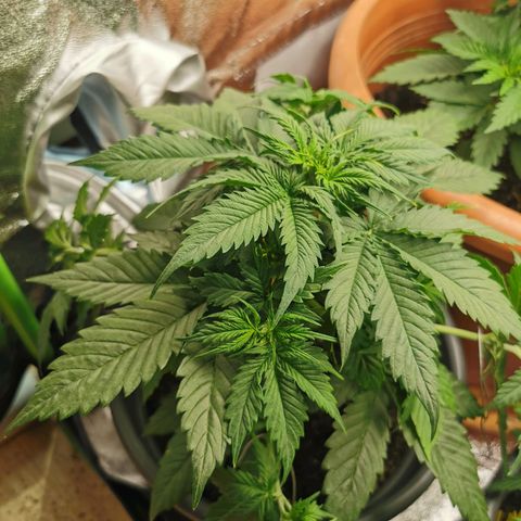 Bubble Kush Automatic growlog photo: 4 seitentriebe runter geklemmt 