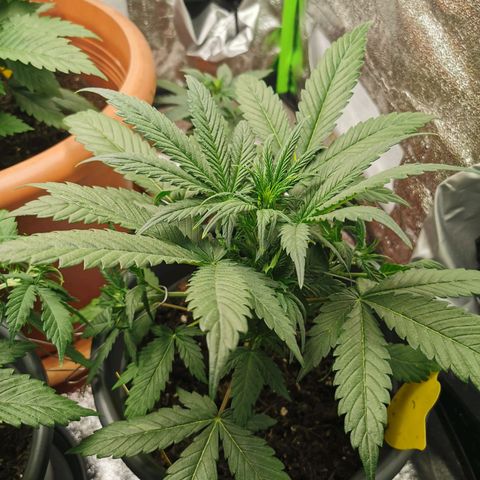 Mimosa Automatic growlog photo: 2 seitentriebe runter geklemmt