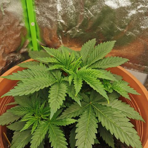 Critical growlog timeline photo