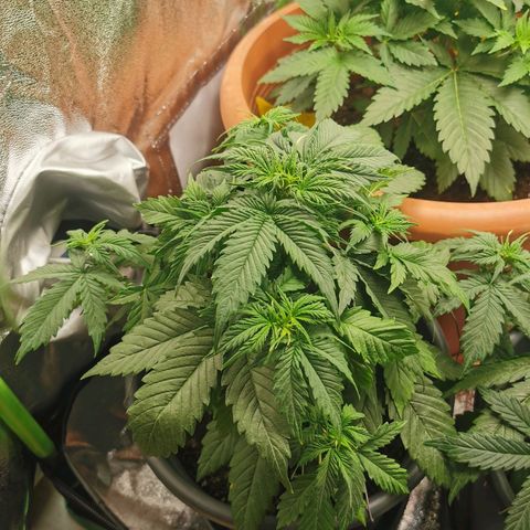 Bubble Kush Automatic growlog timeline photo