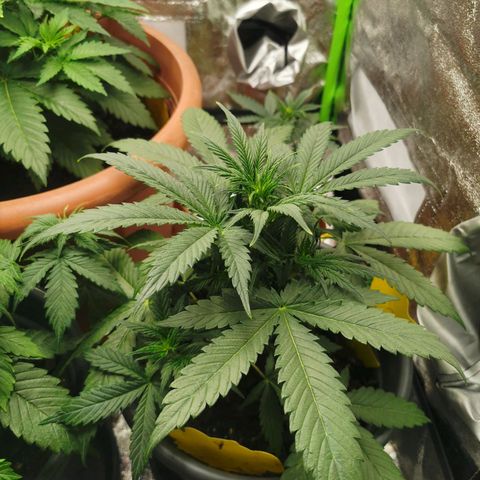 Mimosa Automatic growlog timeline photo