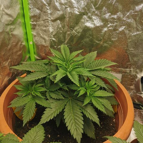 Critical growlog timeline photo