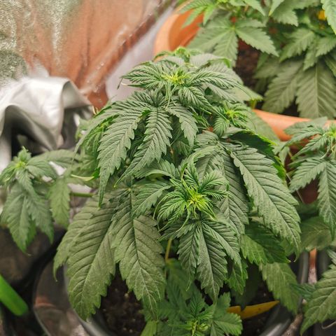 Bubble Kush Automatic growlog timeline photo