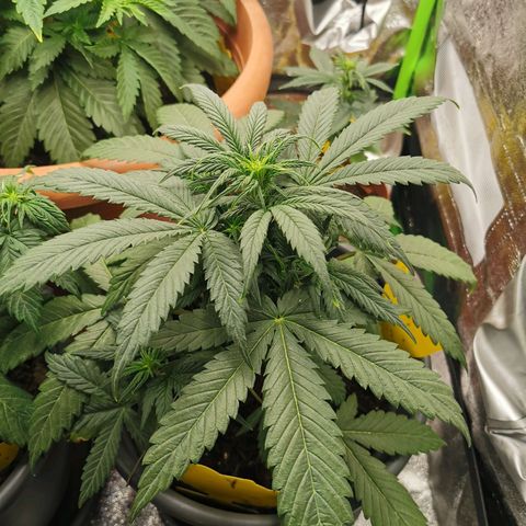 Mimosa Automatic growlog timeline photo