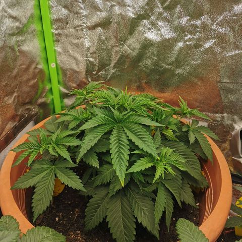 Critical growlog timeline photo