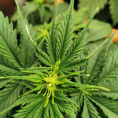 Bubble Kush Automatic growlog timeline photo