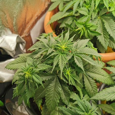 Bubble Kush Automatic growlog timeline photo