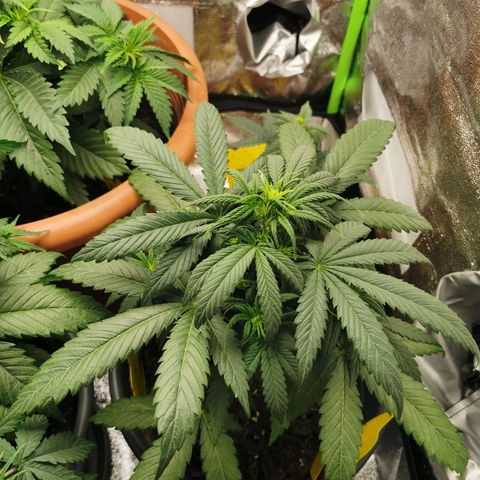 Mimosa Automatic growlog timeline photo