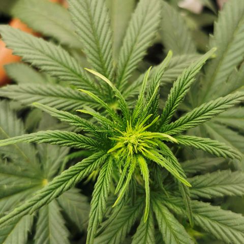 Mimosa Automatic growlog timeline photo