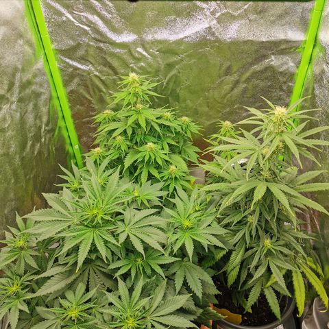 Critical growlog timeline photo