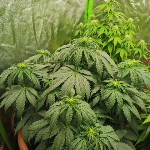 Critical growlog photo: 45 cm 