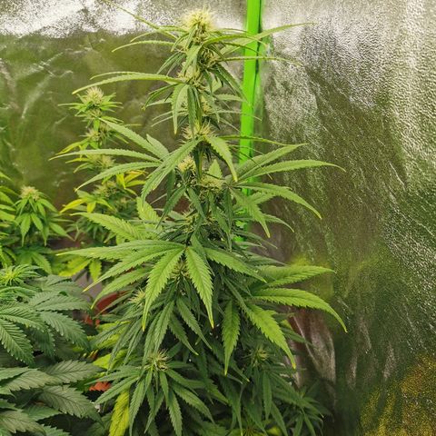 Mimosa Automatic growlog photo: 60cm
