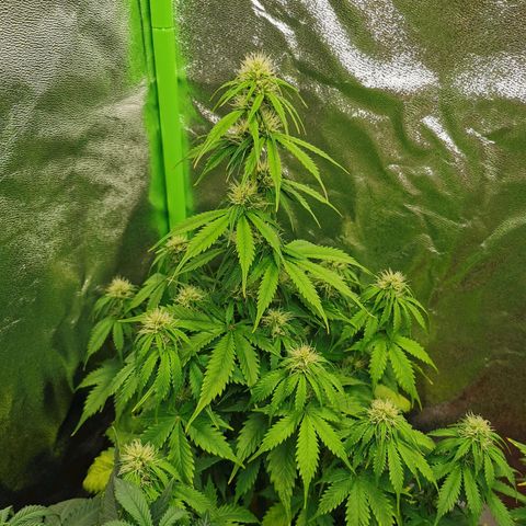 Bubble Kush Automatic growlog photo: 58cm