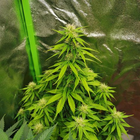 Bubble Kush Automatic growlog timeline photo