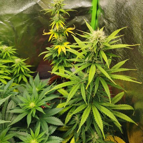 Mimosa Automatic growlog timeline photo