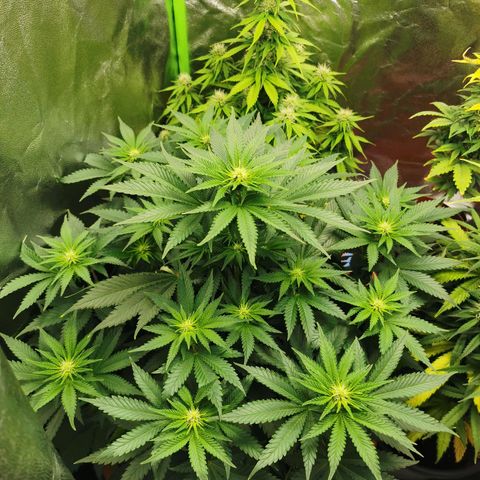 Critical growlog timeline photo