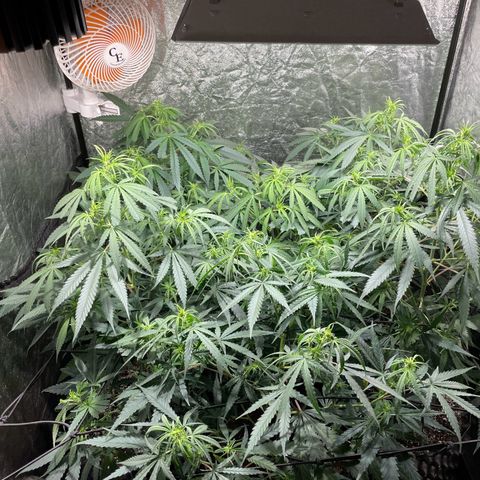 Critical Bilbo growlog timeline photo