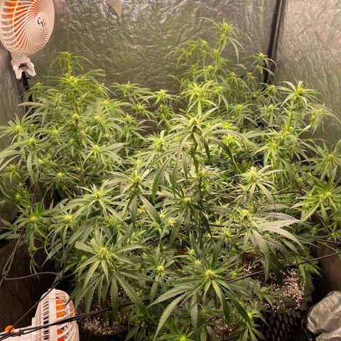 Critical Bilbo growlog timeline photo