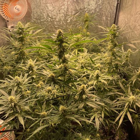 Critical Bilbo growlog timeline photo
