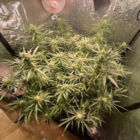 Critical Bilbo growlog timeline photo