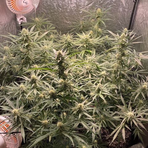 Critical Bilbo growlog timeline photo
