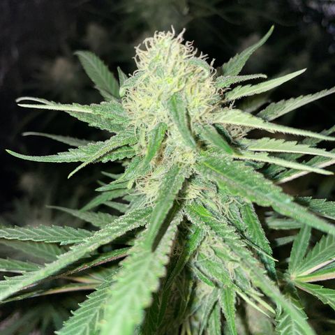 Critical Bilbo growlog timeline photo