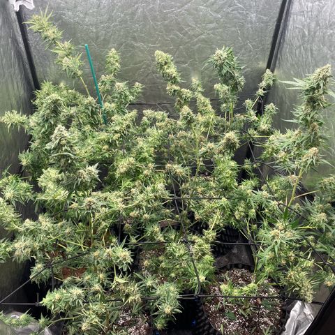 Critical Bilbo growlog timeline photo