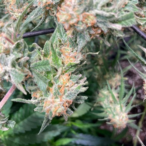 Critical Bilbo growlog timeline photo