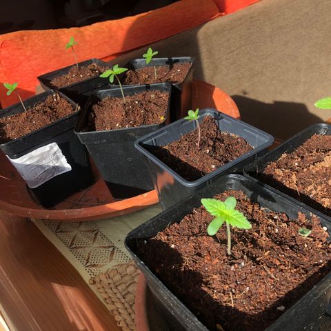 Purple Moby Dick growlog timeline photo
