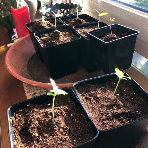 Purple Moby Dick growlog timeline photo