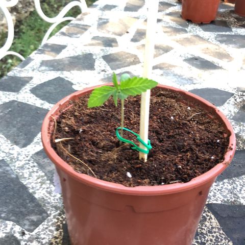 Purple Moby Dick growlog photo: Espigadas tras transplante 