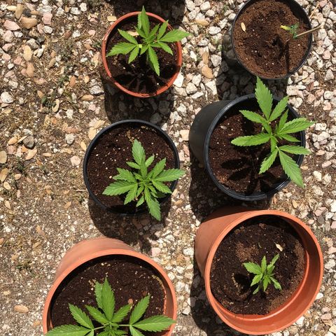 Purple Moby Dick growlog photo: Hoy no se regaron, parece estar la tierra húmeda y hay posibilidad de que tengan algún honguillo