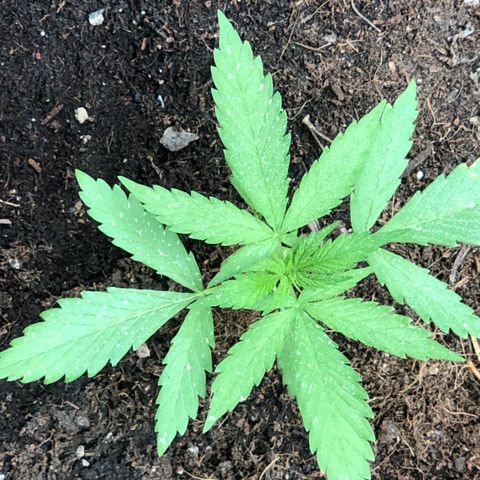Purple Moby Dick growlog timeline photo