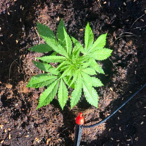 Purple Moby Dick growlog timeline photo