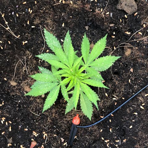 Purple Moby Dick growlog timeline photo