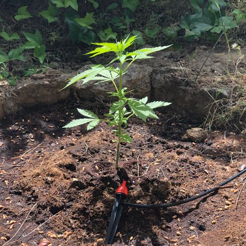 Purple Moby Dick growlog timeline photo