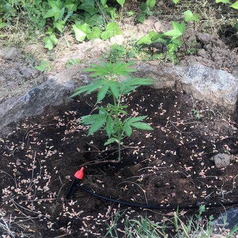 Purple Moby Dick growlog timeline photo