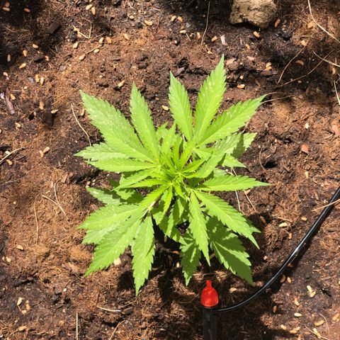 Purple Moby Dick growlog timeline photo