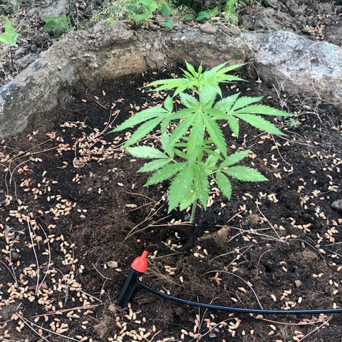 Purple Moby Dick growlog timeline photo
