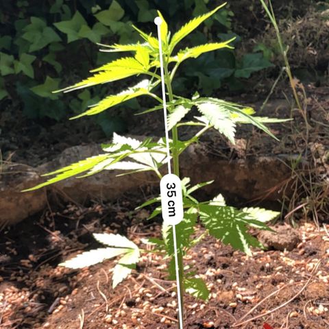 Purple Moby Dick growlog photo: Medidas no exactas